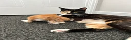 Mixed Breed cats for sale: 2 beautiful kittens for sale in Worksop - Advert 1