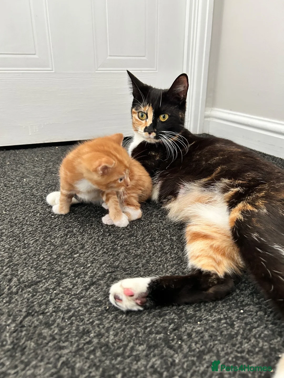 Mixed Breed cats for sale: 2 beautiful kittens for sale in Worksop - Advert 1