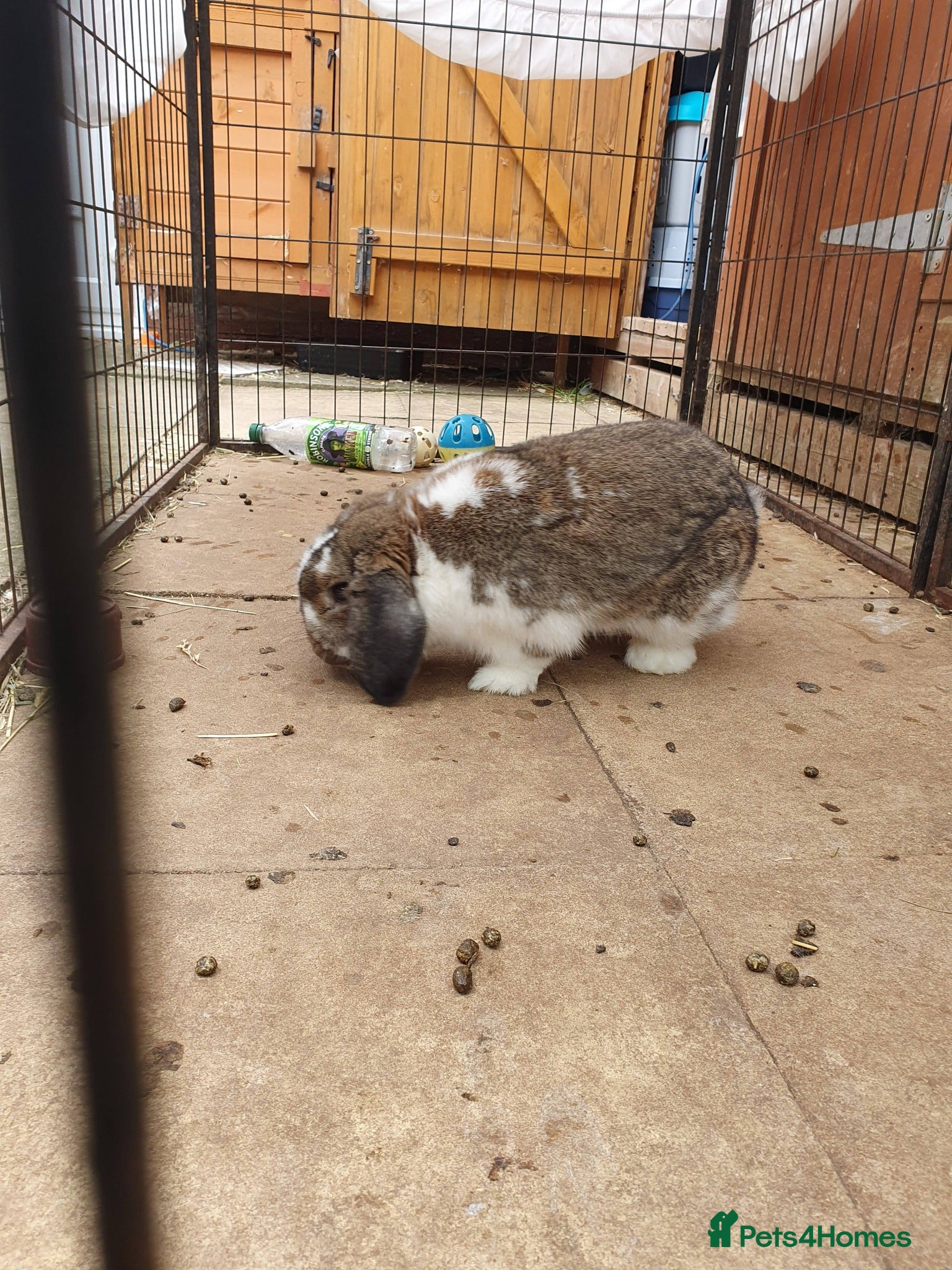 Mini Lop rabbits for sale: Spayed/neutered rabbits for adoption Vac rhd2 - Advert 4