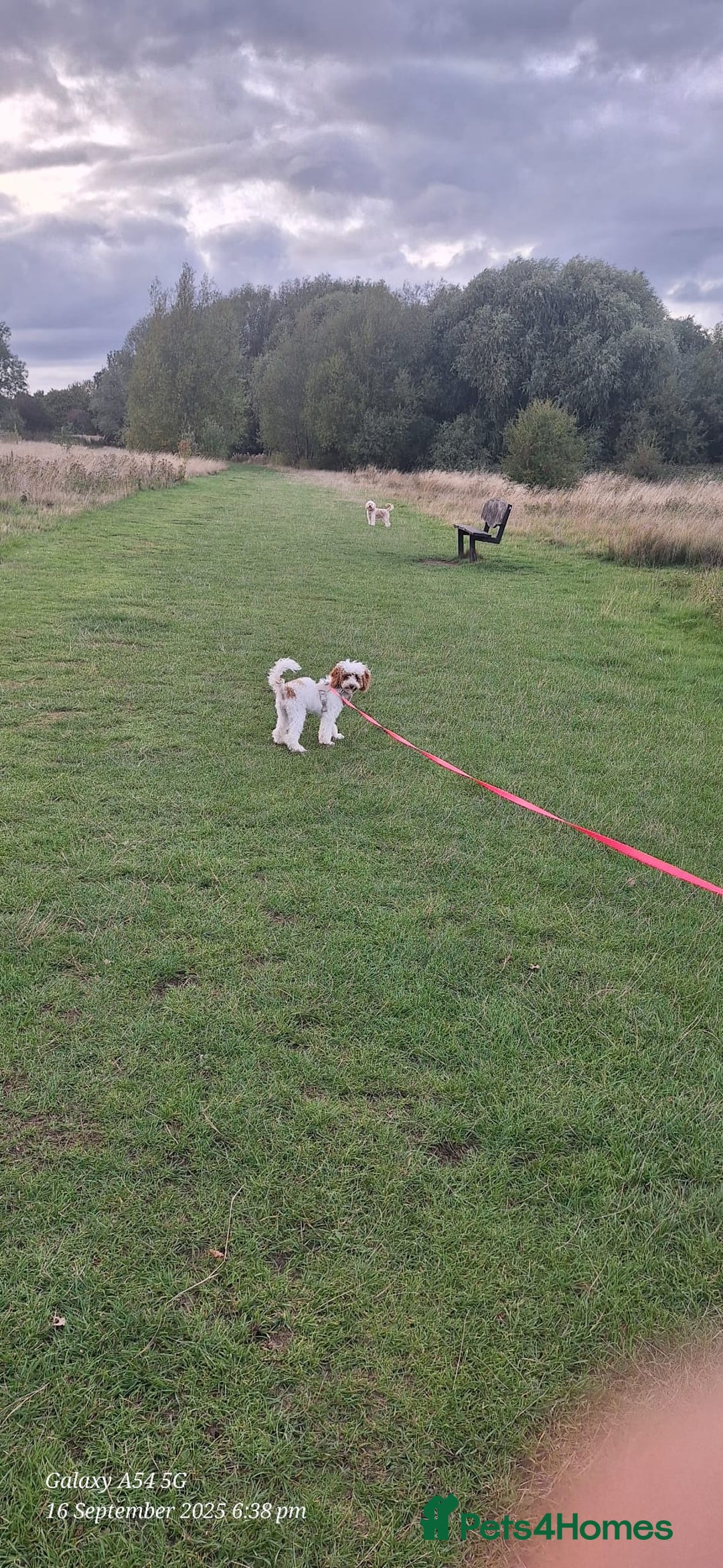 Cockapoo dogs for sale: Beautiful 10-month-old Cockapoo female for sale 🐶 - Advert 1