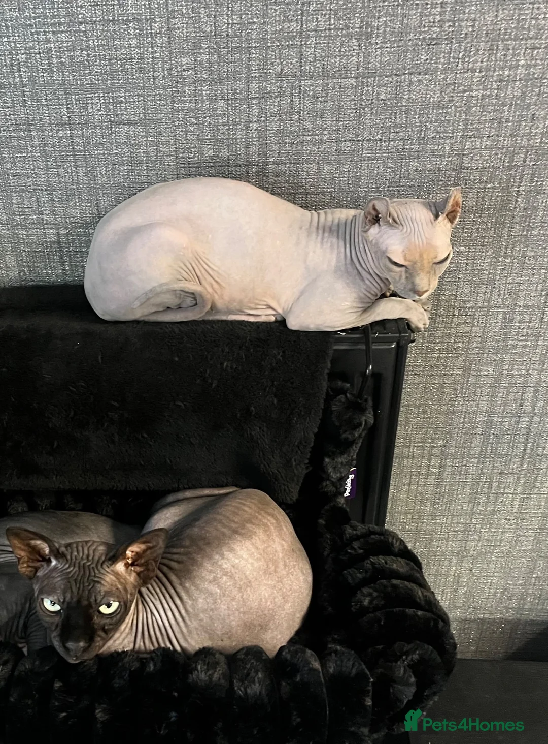 Sphynx cats for sale: Phoebe NEEDS A HOME ON HER OWN NO OTHER CATS/DOGS - Advert 2