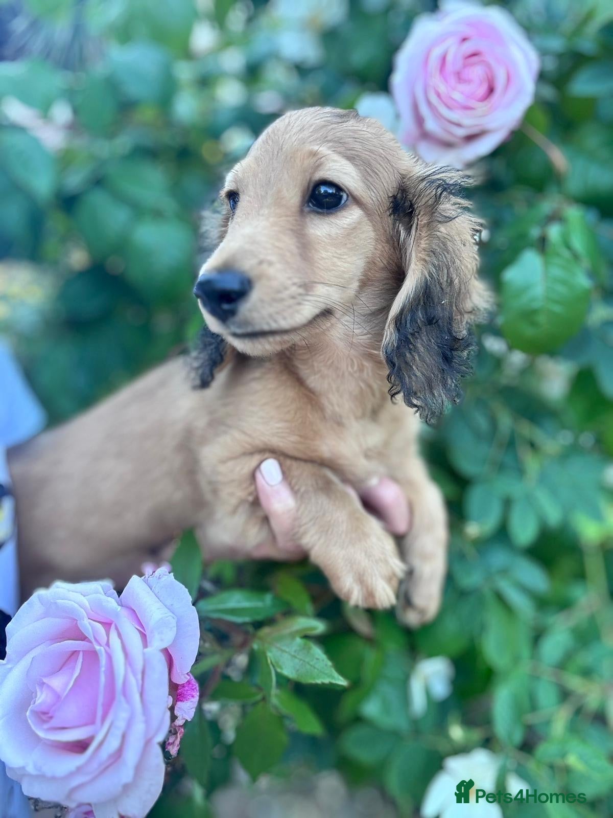 Miniature Dachshund dogs Miniature Dachshund Boy KC Registered - Advert 18