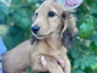 Miniature Dachshund dogs Miniature Dachshund Boy KC Registered - Advert 3