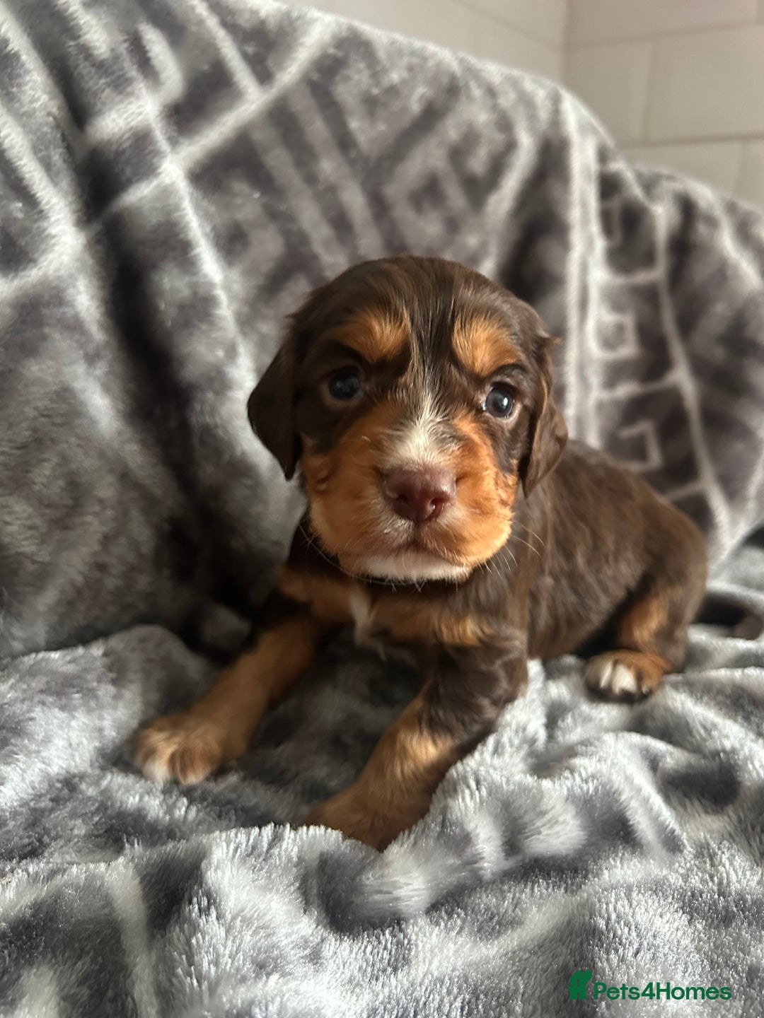 Cocker Spaniel dogs for sale: Cocker Spaniel Puppies *For Sale* - Image 2