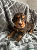 Cocker Spaniel dogs - Advert 14