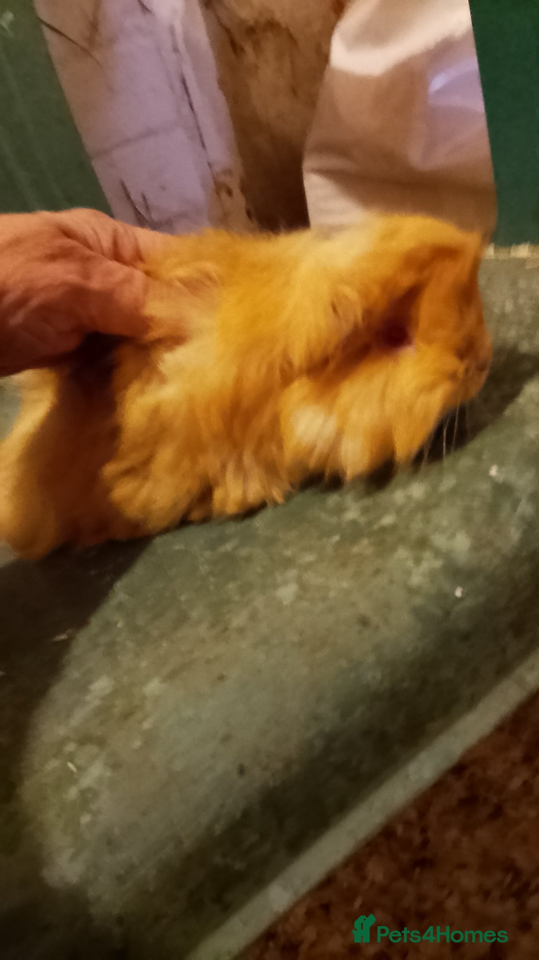 Guinea Pig rodents for sale: Guinea pig boys sheltie.peruvian. coronet - Advert 2