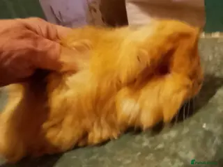 Guinea Pig rodents Guinea pig boys sheltie.peruvian. coronet - Advert 13