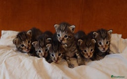 Russian Blue cats for sale: Mix Russian Blue and Maine Coon - Image 2
