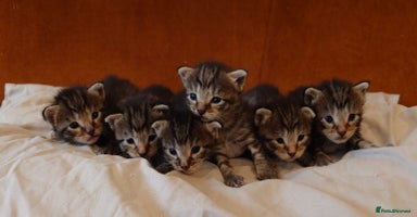 Russian Blue cats - Advert 1