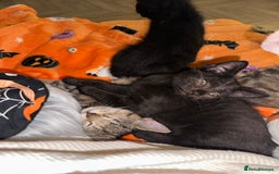 Mixed Breed cats for sale: Tabby and black kittens  - Image 15