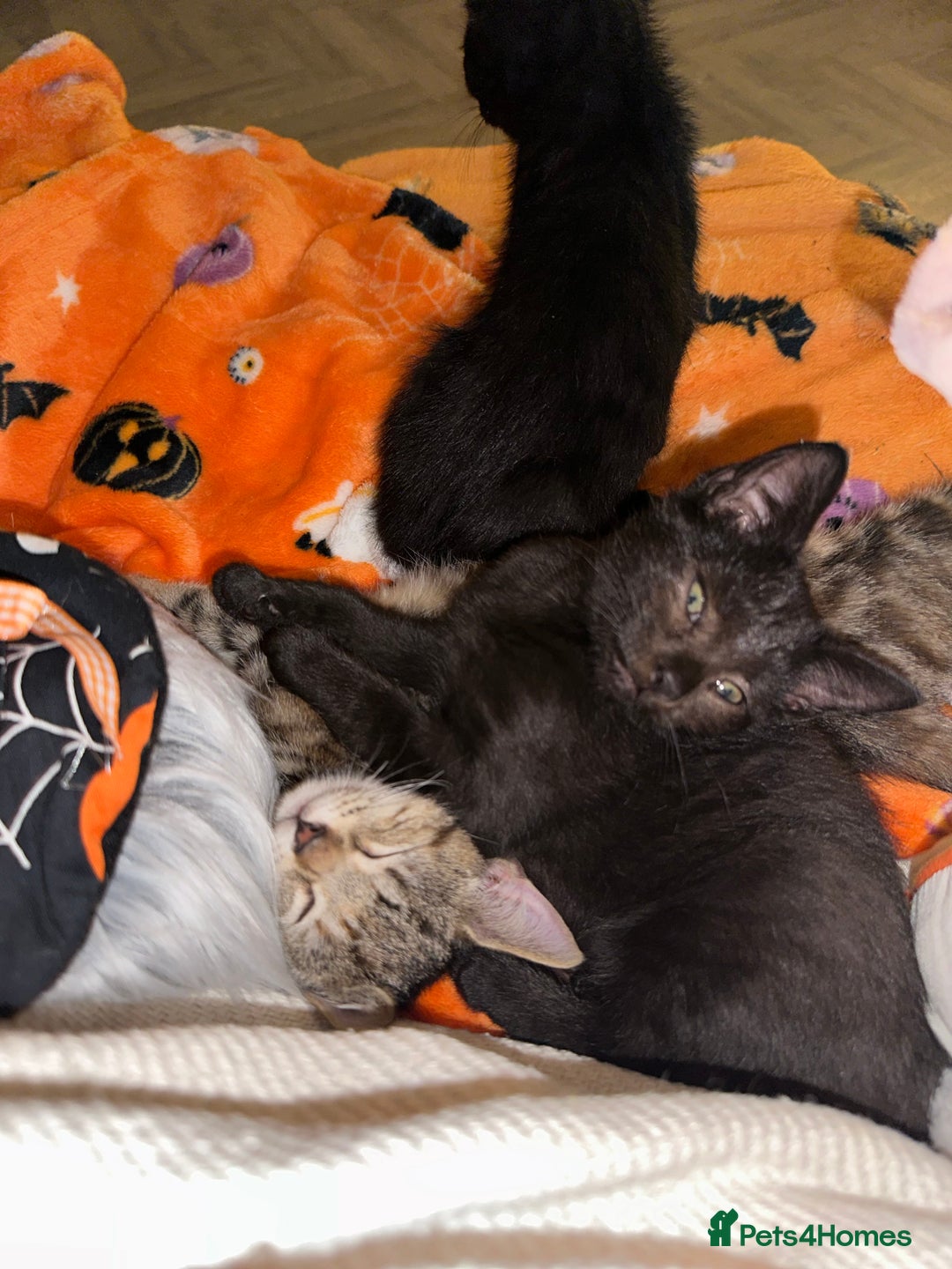 Mixed Breed cats for sale: Tabby and black kittens  - Image 15