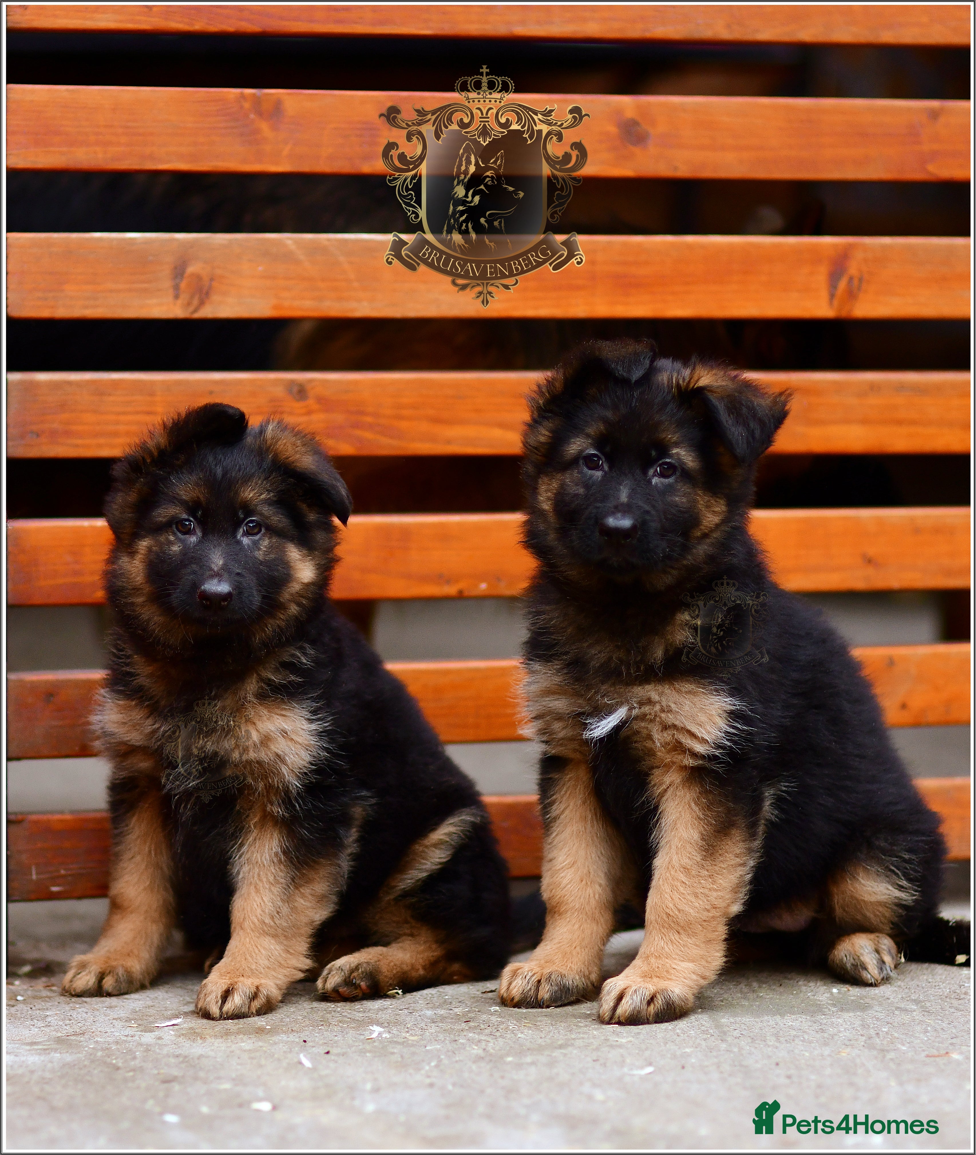 German Shepherd dogs LONGHAIRED GSD FEMALE PUPPIES - Advert 15