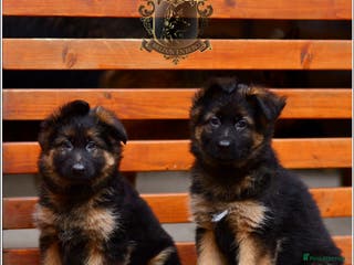 German Shepherd dogs LONGHAIRED GSD FEMALE PUPPIES - Advert 15