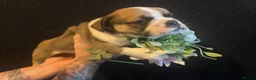 French Bulldog dogs for sale: EXCEPTIONAL LITTER OF FRENCH BULLDOG PUPPIES - Advert 15