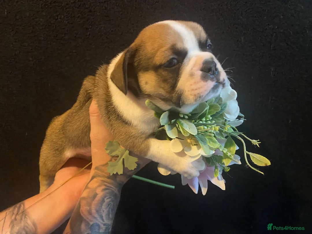 French Bulldog dogs for sale: EXCEPTIONAL LITTER OF FRENCH BULLDOG PUPPIES - Advert 15