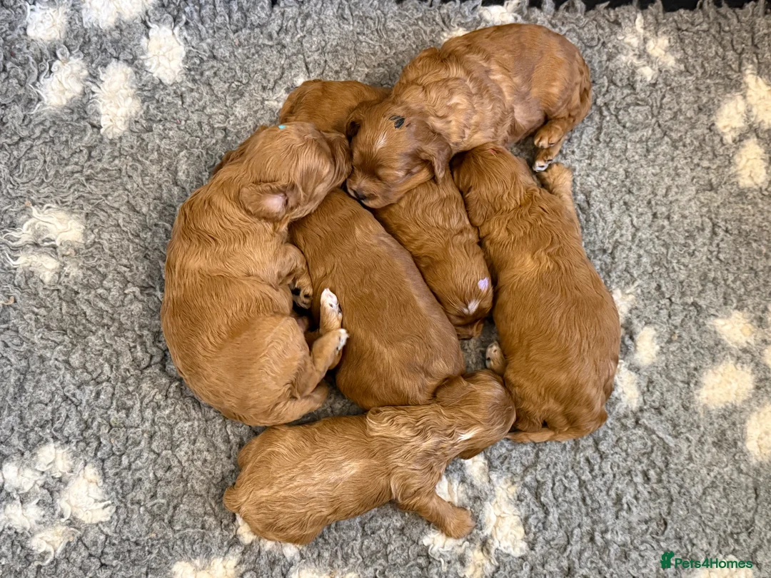 Cavapoo dogs for sale: Stunning, health tested, red Cavapoo pups  - Advert 6