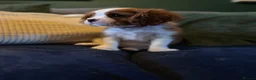 Cavalier King Charles Spaniel dogs for sale: Cavalier King Charles KC Reg dna 5* licensed  - Advert 4