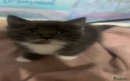 Mixed Breed cats for sale: 3 kittens for sale  - Image 2
