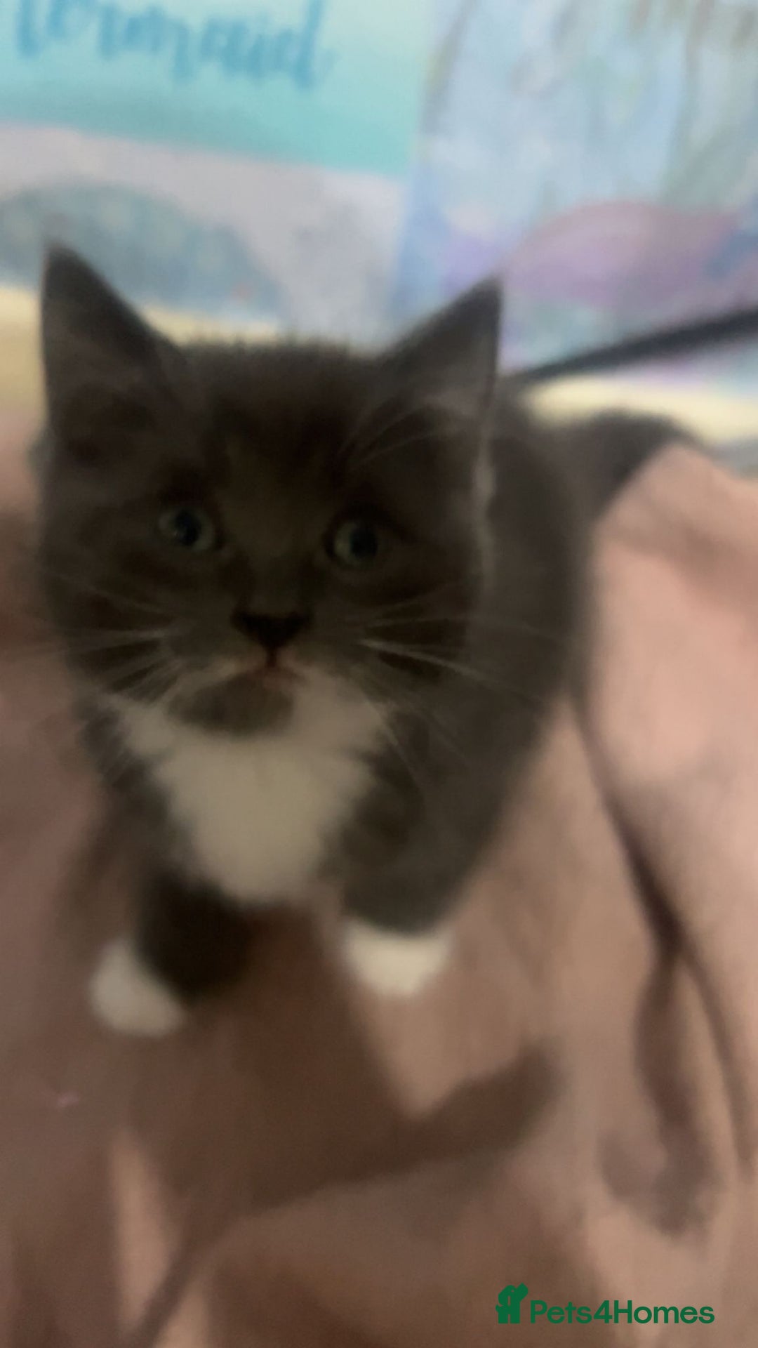 Mixed Breed cats for sale: 3 kittens for sale  - Image 2