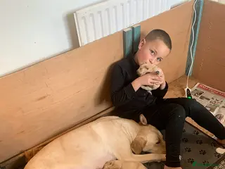 Labrador Retriever dogs PREMIUM KC REG YELLOW LABRADOR RETRIEVER PUPPIES - Advert 2