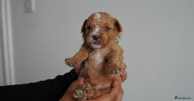Cavapoo dogs - Advert 14