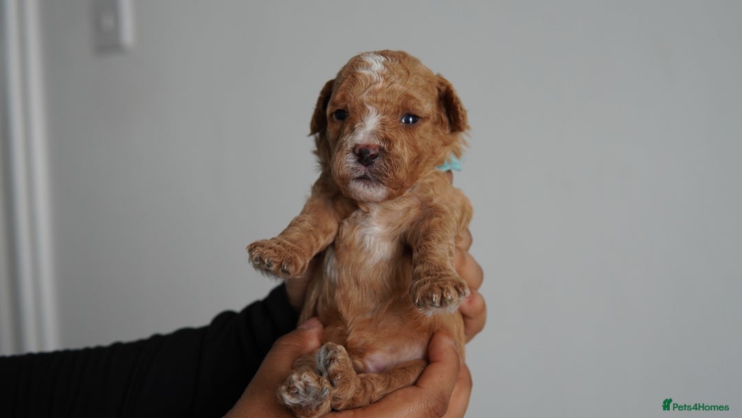 Cavapoo dogs for sale: Beautiful toy Cavapoo puppies 🐶 🐾 - Image 12