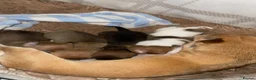 Chihuahua dogs for sale: Beautiful chihuahua pups  in Falkirk - Advert 11
