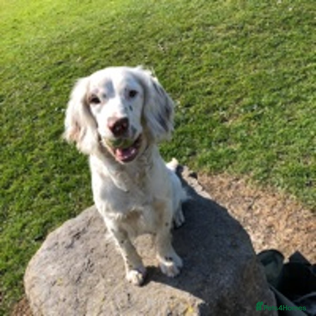 English Springer Spaniel dogs for stud: HEALTHTESTED WORKING ENGLISH SPRINGER SPANIEL in Bishop Auckland - Advert 17