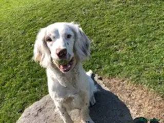 English Springer Spaniel dogs KC Registered Health Tested Springer Spaniel - Advert 1