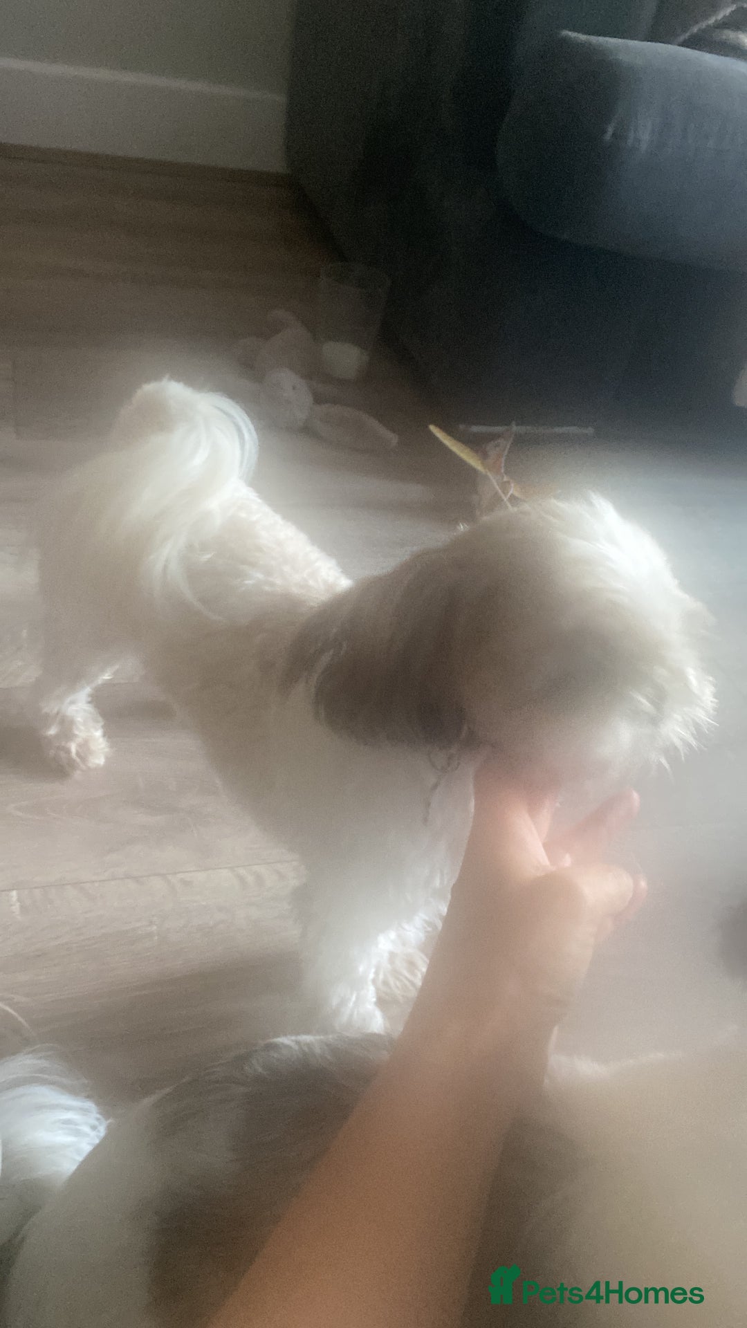 Mixed Breed dogs for sale: 4 beautiful shihapso puppies female - Advert 3