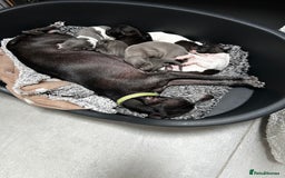 Italian Greyhound dogs for sale: Gorgeous iggy pups - Image 13