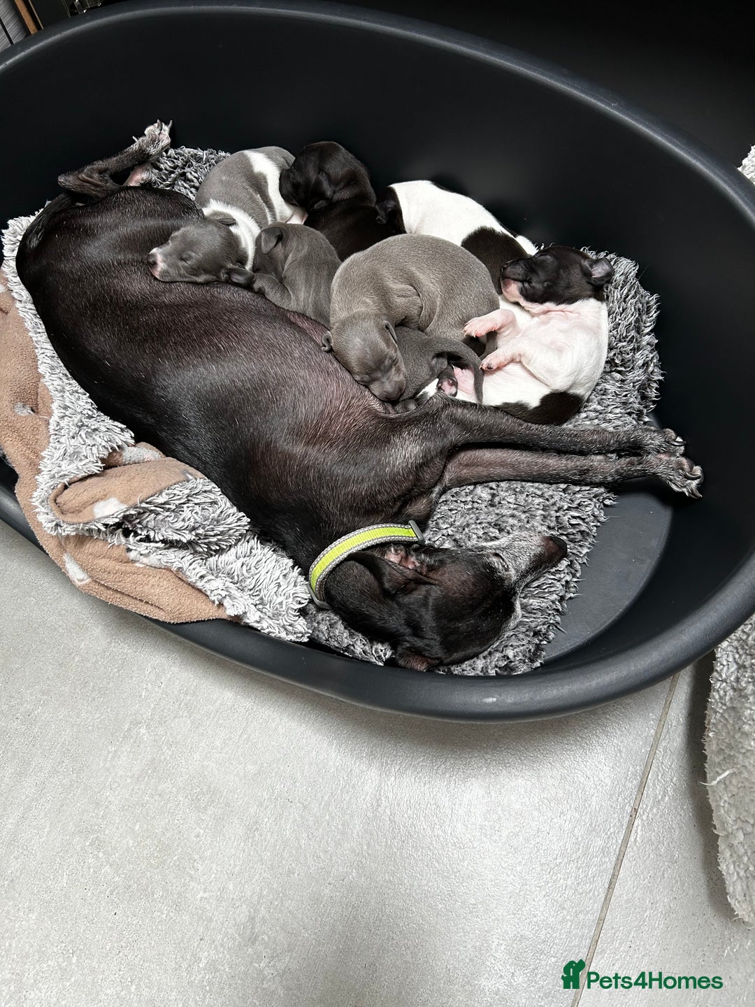 Italian Greyhound dogs for sale: Gorgeous iggy pups - Image 13