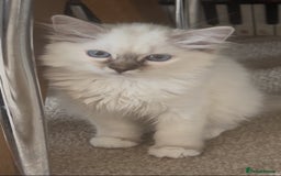 Ragdoll cats for sale: GCCF registere ragdoll kittens ready now 🐱 😍 in Berkhamsted - Image 5