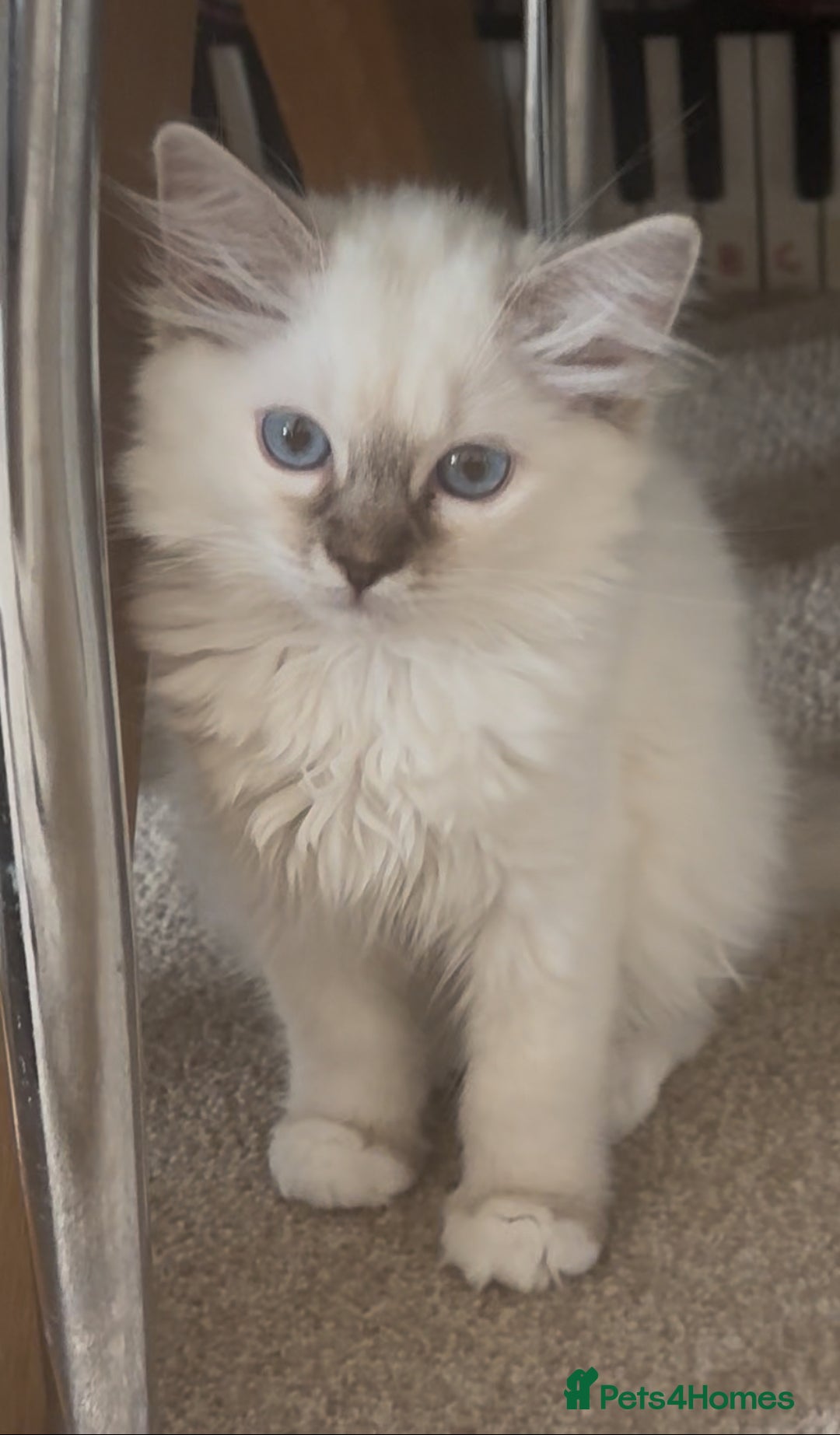 Ragdoll cats for sale: GCCF registere ragdoll kittens ready now 🐱 😍 in Berkhamsted - Image 5