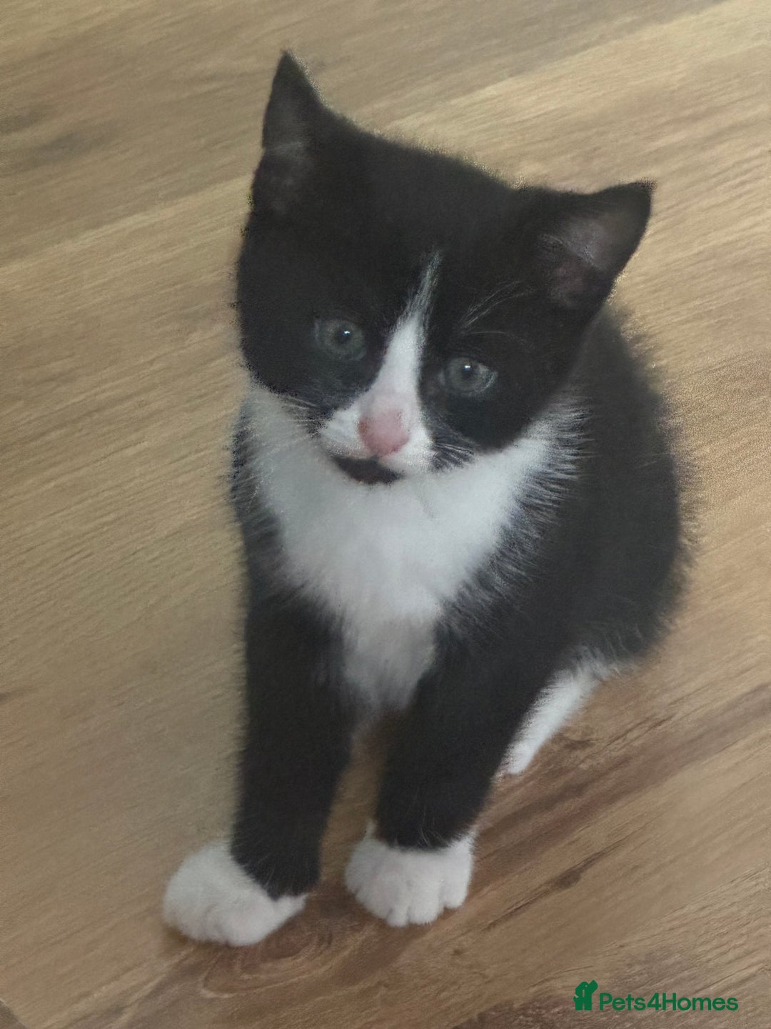 British Shorthair cats for sale: British short hair kitten  - Advert 1