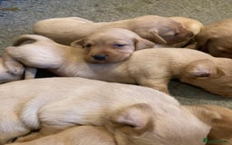 Labrador Retriever dogs for sale: Fox red Labrador puppies  - Advert 7