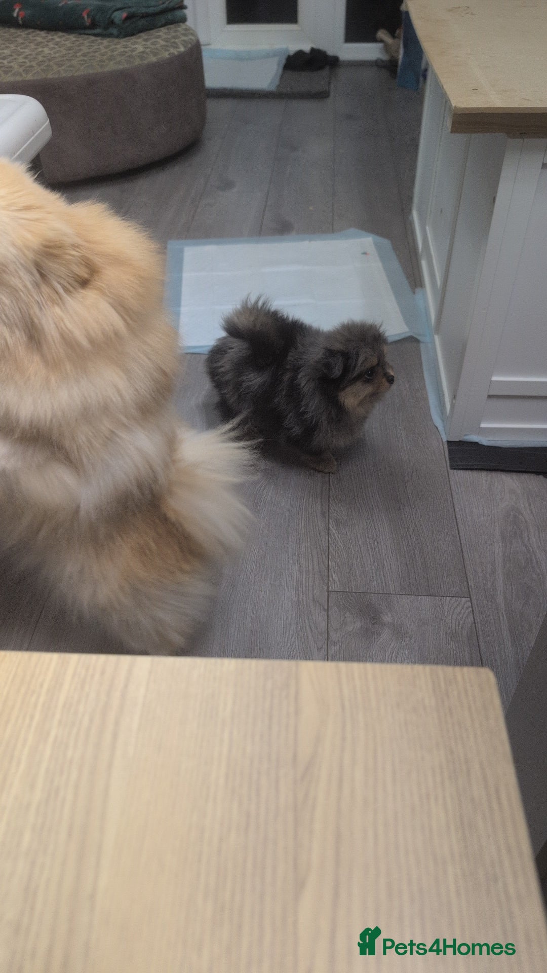 Pomeranian dogs for sale: Pomeranian girl puppy  - Advert 6