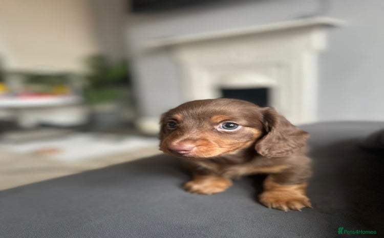 Dachshund dogs - Advert 14