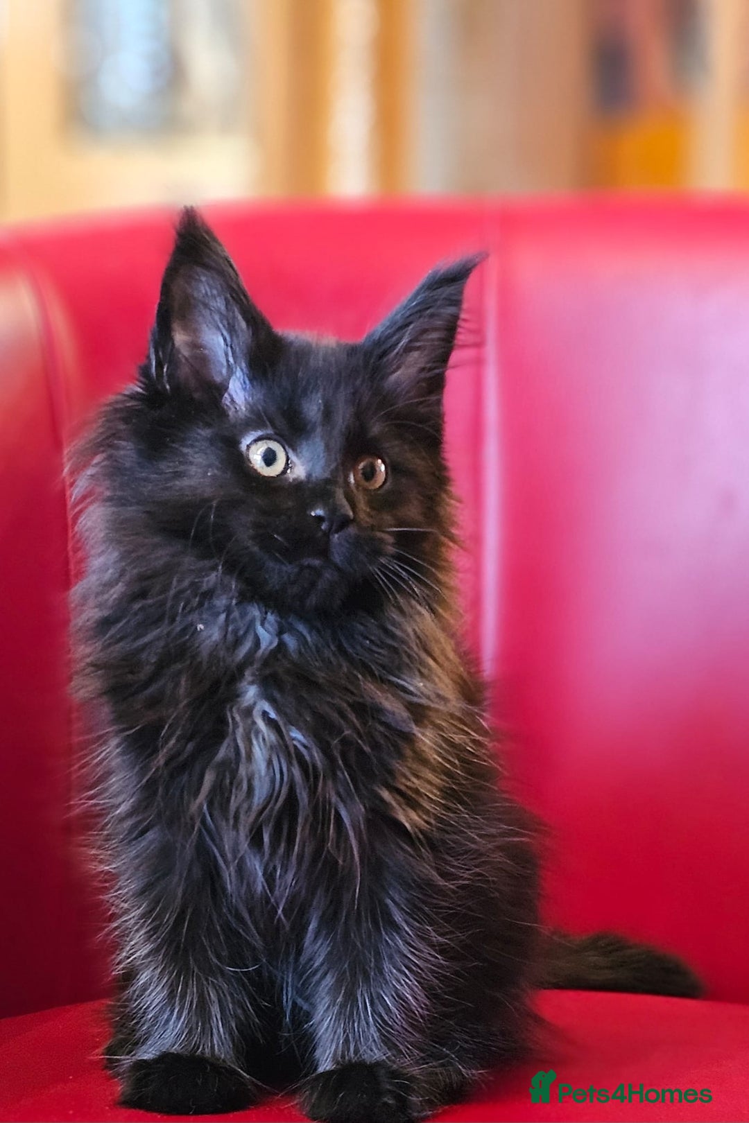 Maine Coon cats for sale: Beautiful Maine Coons kittens - Advert 14