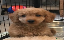 Cockapoo dogs for sale: 🐩🐶STUNNING F1 COCKAPOO PUPPIES🐶🐩 - Image 4