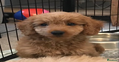 Cockapoo dogs - Advert 6