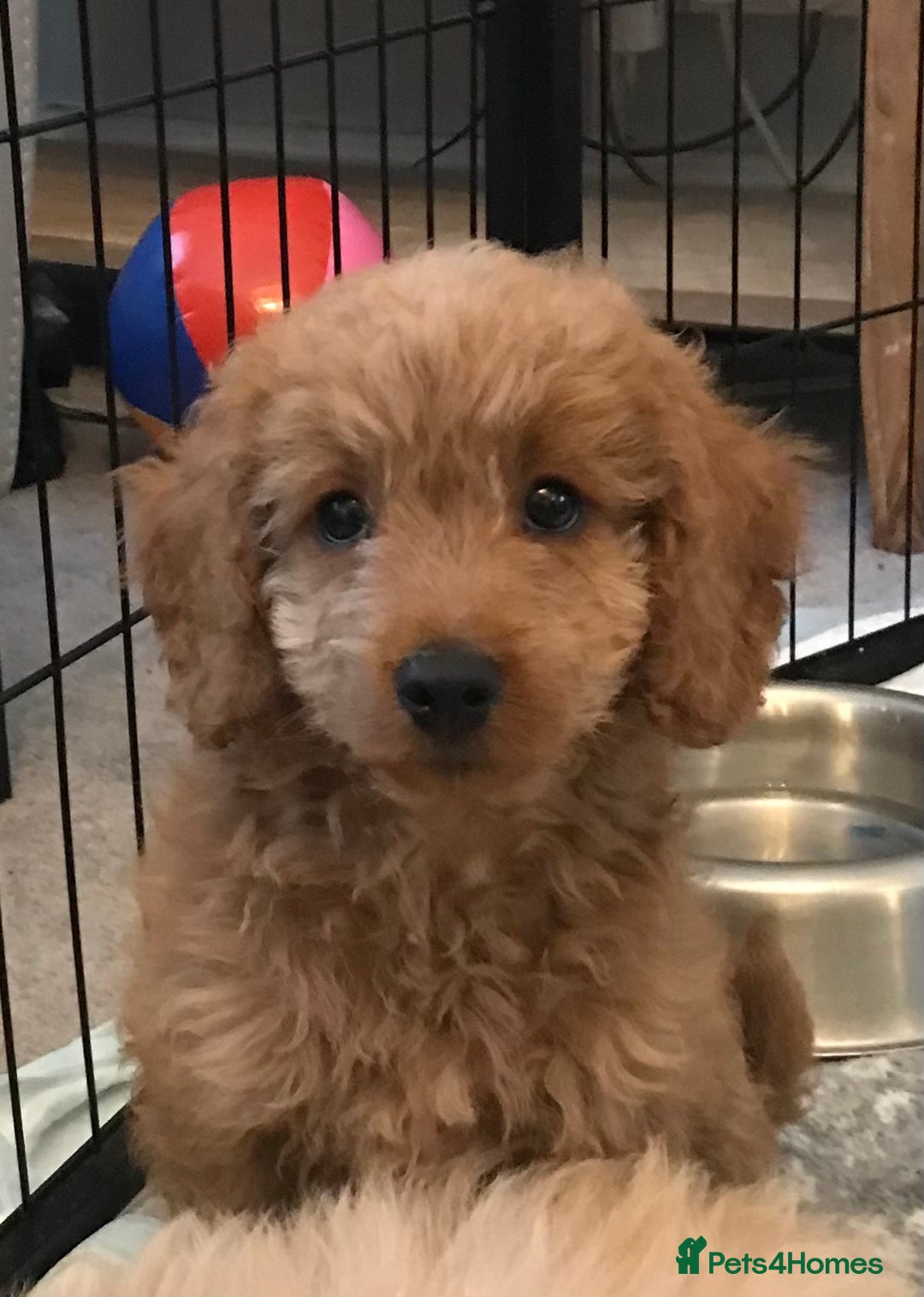 Cockapoo dogs for sale: 🐩🐶STUNNING F1 COCKAPOO PUPPIES🐶🐩 - Image 4