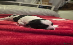 Mixed Breed dogs for sale: Pomshis - Advert 3