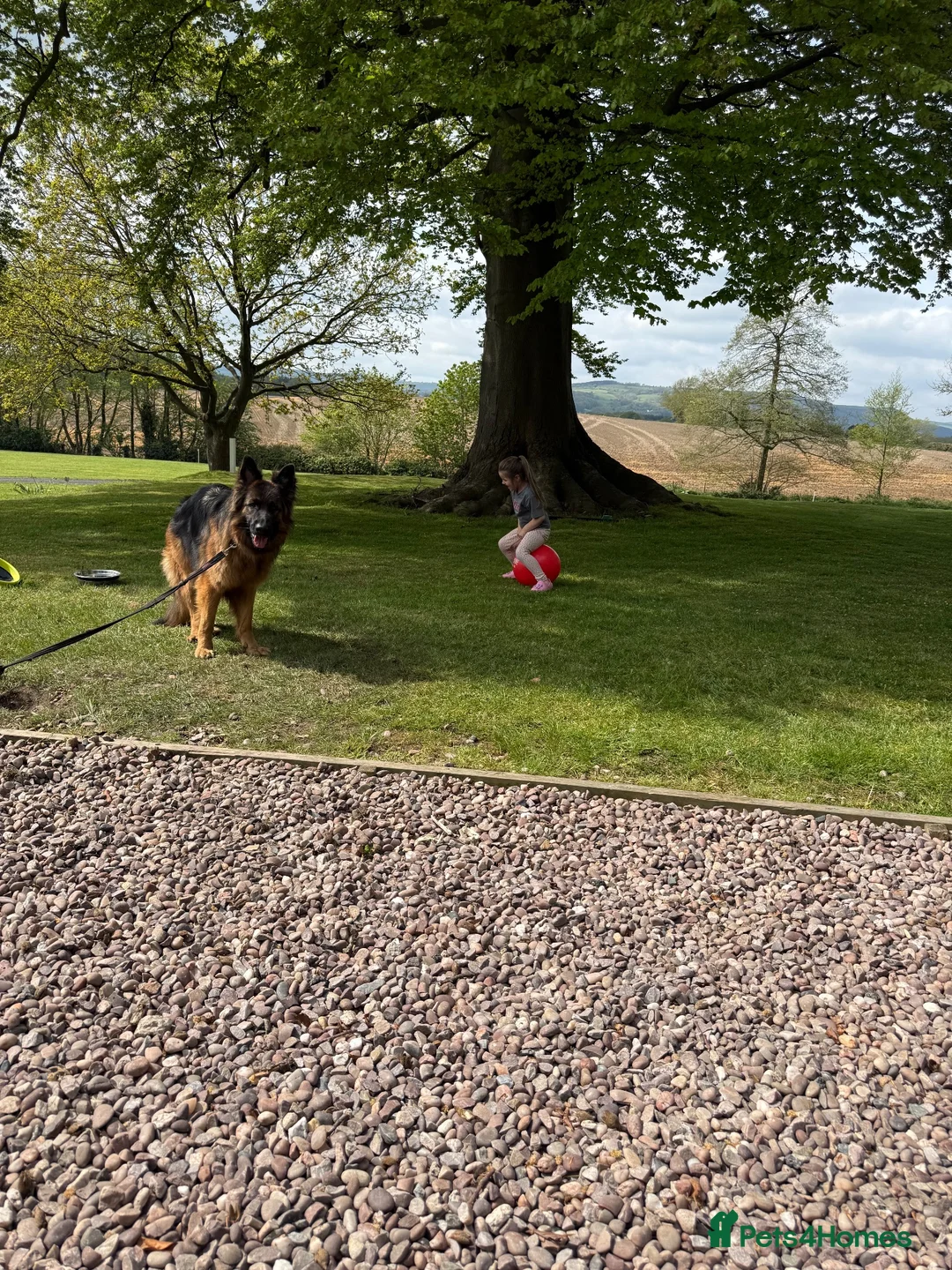German Shepherd dogs for sale: Masha  - Advert 2