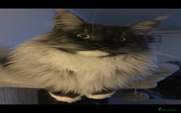 Maine Coon cats for sale: MaineCoon Kittens 2Girls Black Smoke Ready toleave - Image 37
