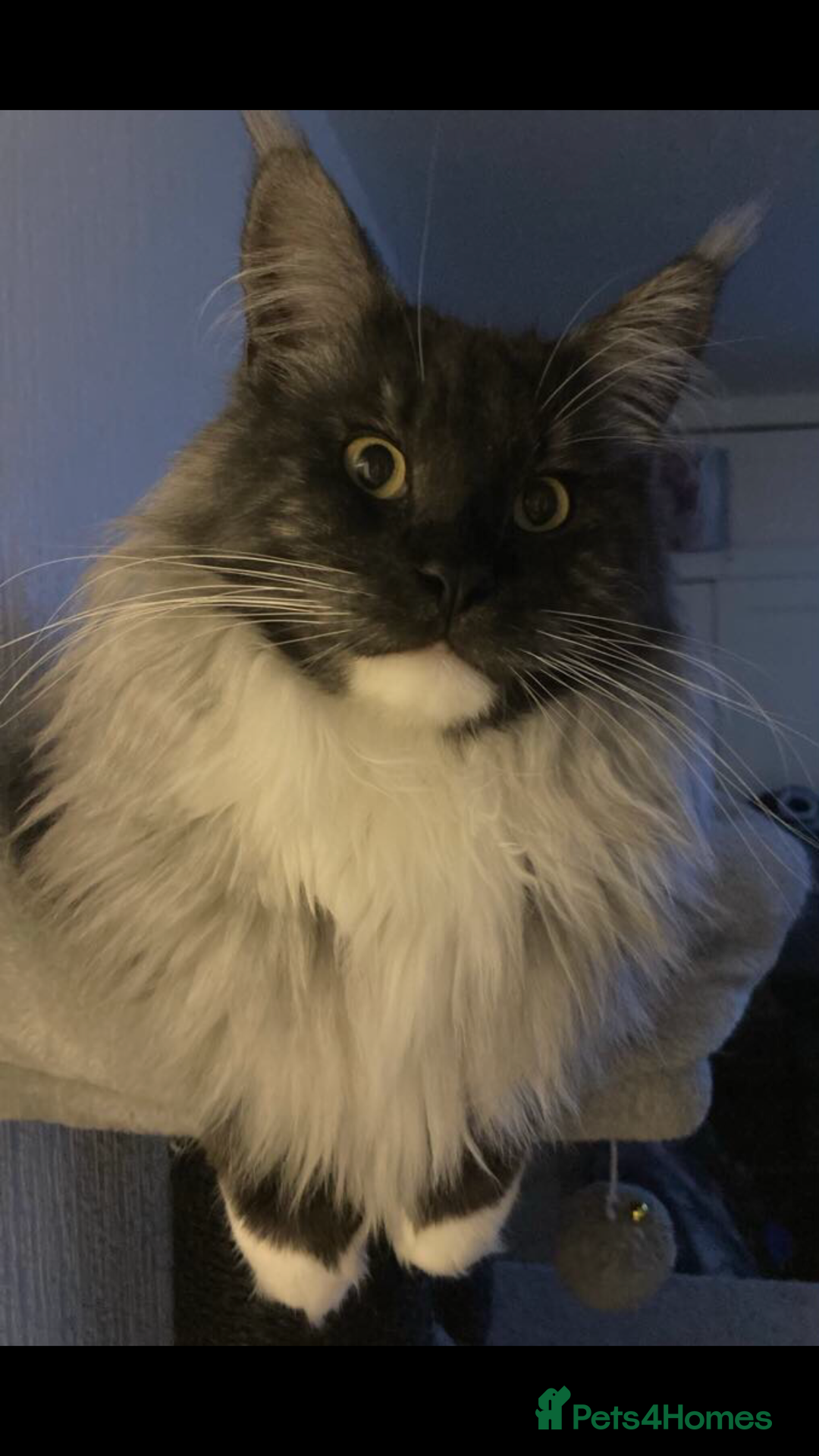 Maine Coon cats for sale: MaineCoon Kittens 2Girls Black Smoke Ready toleave - Image 37