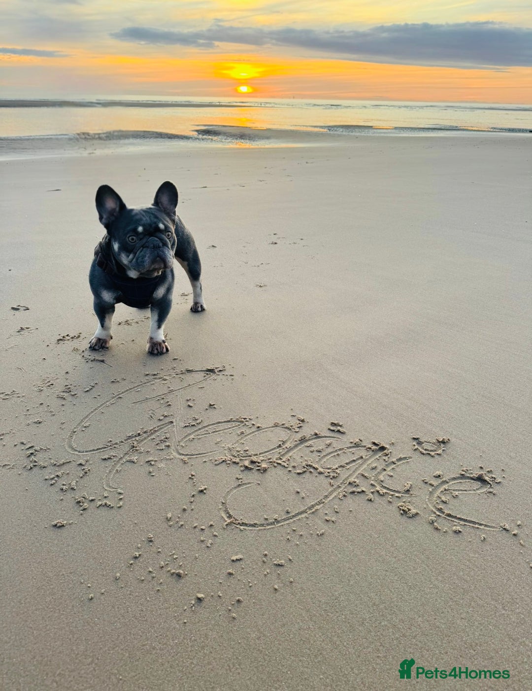 French Bulldog dogs for sale: French bulldog - Image 2