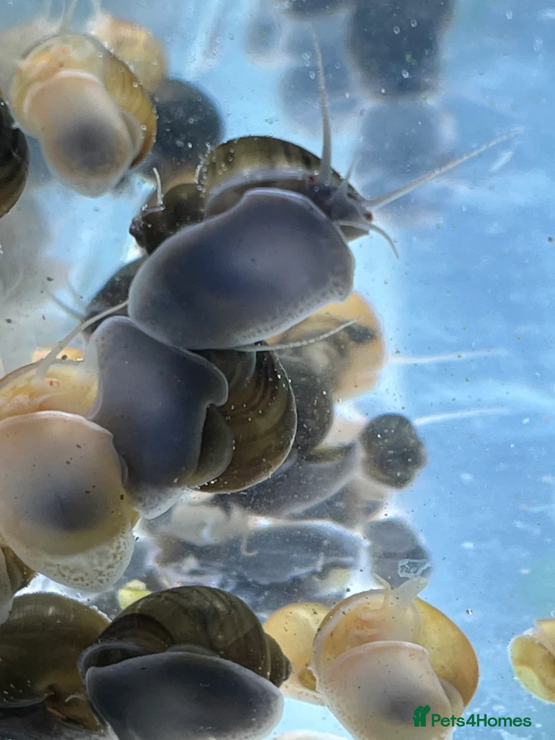 Snails invertebrates for sale: Mystery Snails - Advert 6