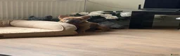 French Bulldog dogs for sale: Unique Fluffy French Bulldog Puppies  - Advert 2