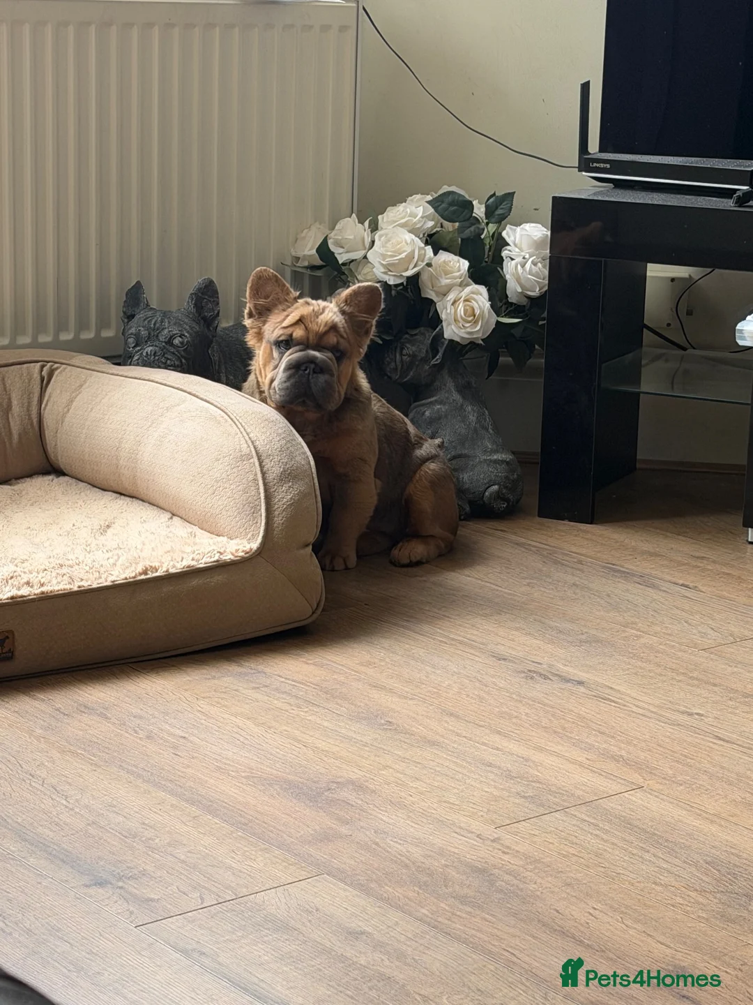 French Bulldog dogs for sale: Unique Fluffy French Bulldog Puppies  - Advert 2